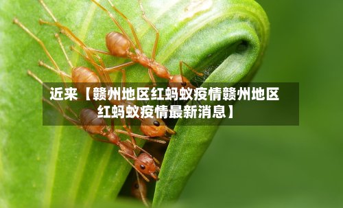 近来【赣州地区红蚂蚁疫情赣州地区红蚂蚁疫情最新消息】-第2张图片