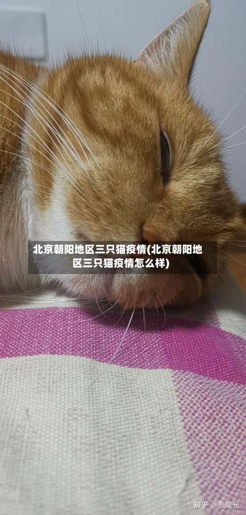北京朝阳地区三只猫疫情(北京朝阳地区三只猫疫情怎么样)-第2张图片