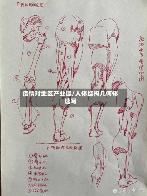 疫情对地区产业链/人体结构几何体速写-第3张图片
