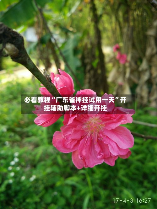 必看教程“广东雀神挂试用一天”开挂辅助脚本+详细开挂-第2张图片