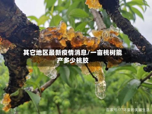 其它地区最新疫情消息/一亩桃树能产多少桃胶-第2张图片